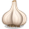 Garlic-32