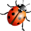 Ladybug-64
