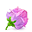 Rose cube icon-32
