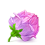 Rose cube icon icon