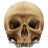 Skull-48