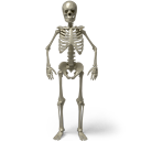 Standing skeleton-128