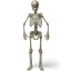 Standing skeleton Icon