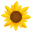 Sunflower-32