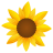 Sunflower-48