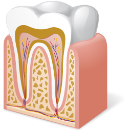 Tooth Anatomy-256