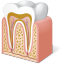Tooth Anatomy Icon